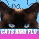 What is Cats Bird Flu and Bird Flu Confirmed in 20 Cats in Poland
