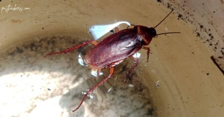 Can Cockroaches Live in Your Piss? Surprising Facts About Their Survival