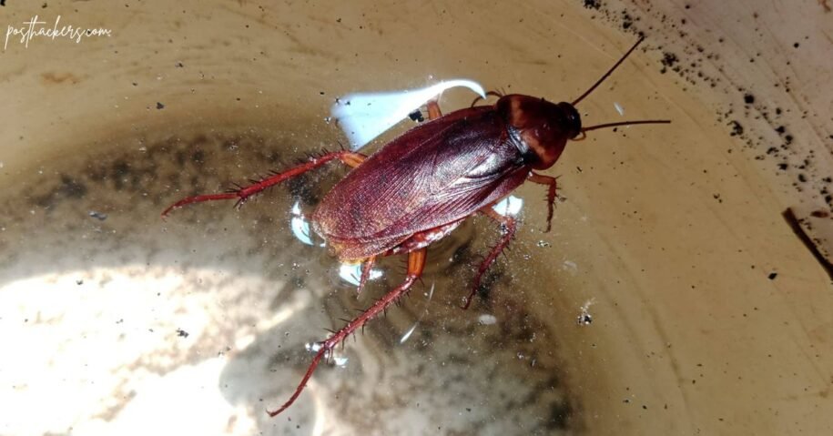 Can Cockroaches Live in Your Piss? Surprising Facts About Their Survival